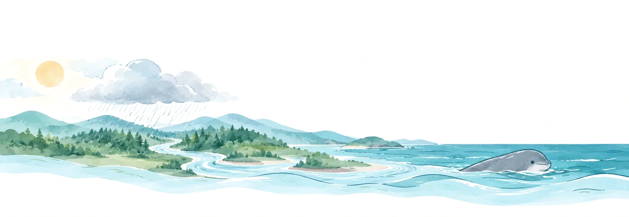 太陽と雨、森、川、海がつながり、海でスナメリが泳ぐ水のめぐりのイラスト