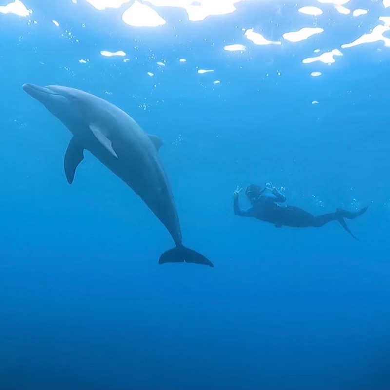 海の中でイルカと一緒に泳ぐ代表・土谷悠太
